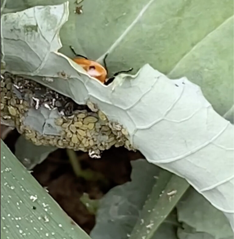 Aphids types vary from region to region